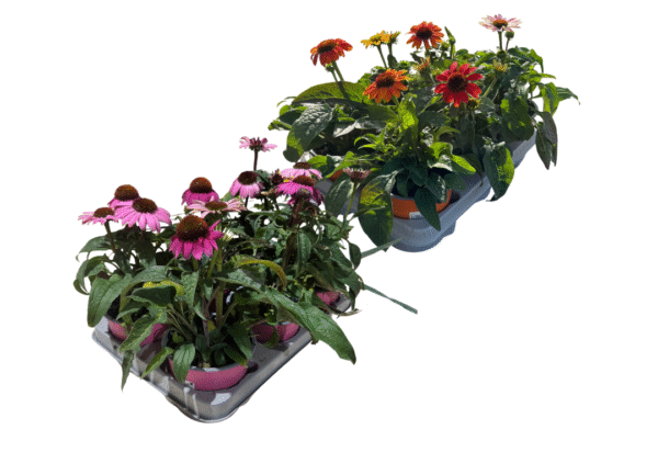 euchinacea