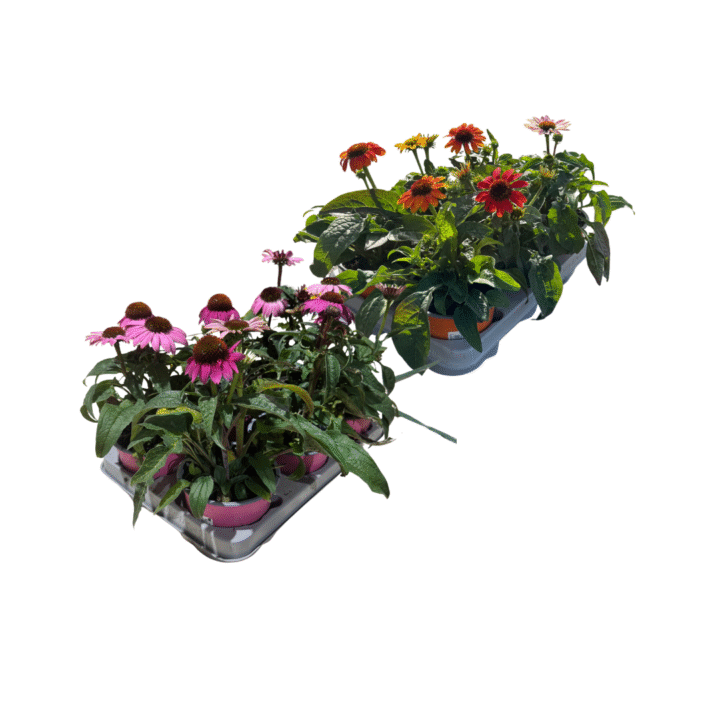 euchinacea