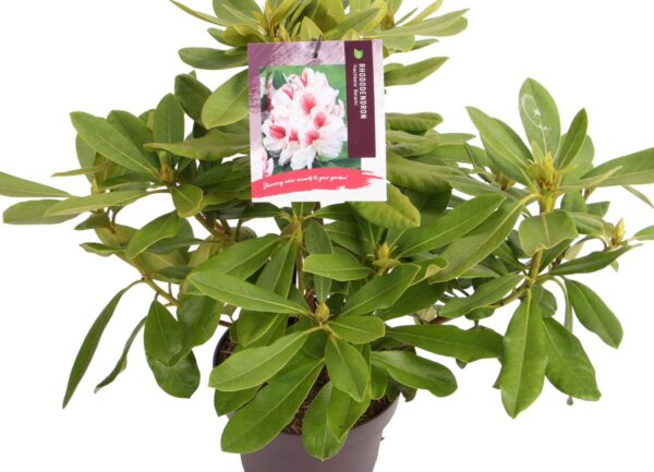 Rhododendron