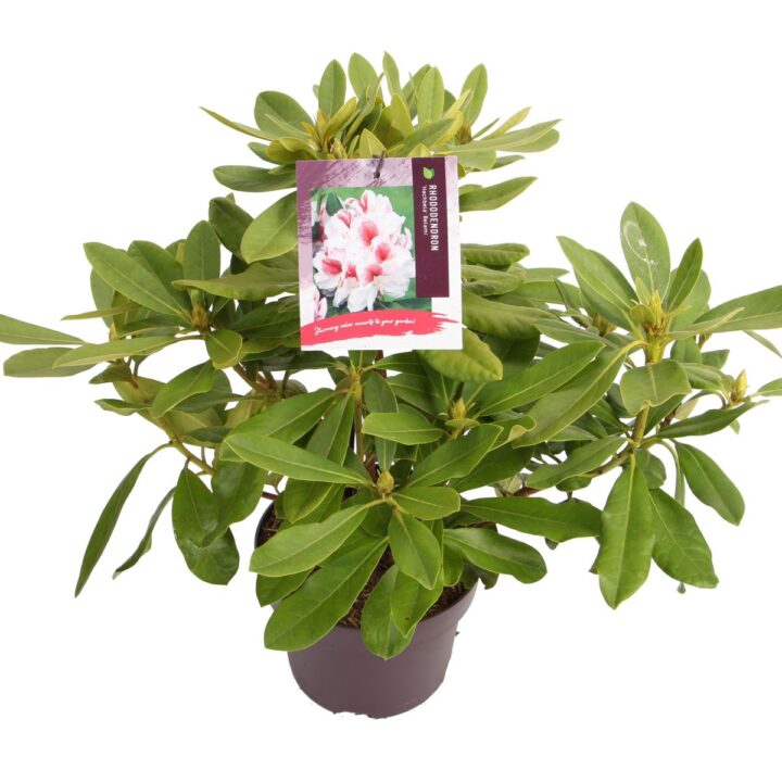 Rhododendron