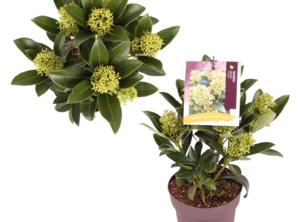 Skimmia