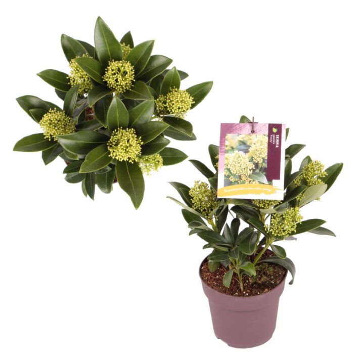 Skimmia