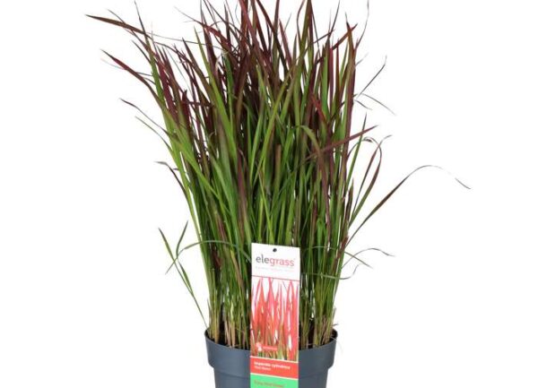 Imperata / Bloedgras