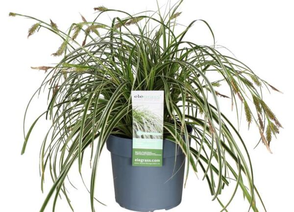 Carex oshimensis ‘Feather Falls’