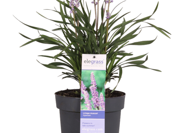 Liriope muscari