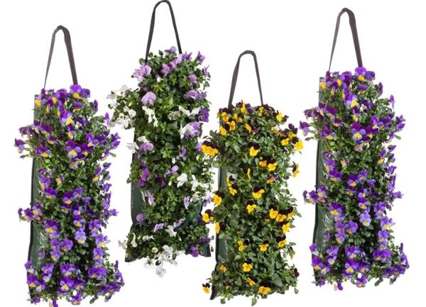Winterviolen Wandhanger