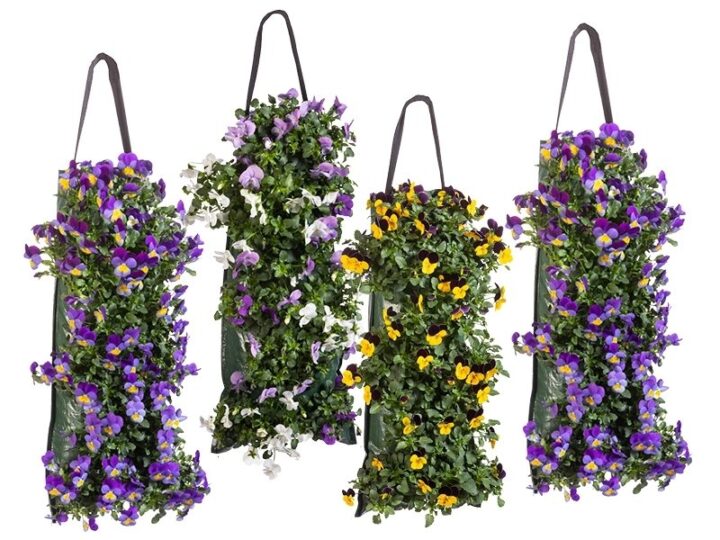 Winterviolen Wandhanger
