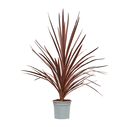 Cordelyne 'Red Star'