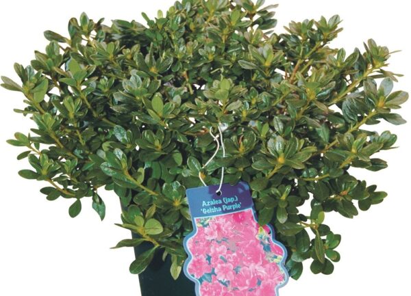 Tuinazalea