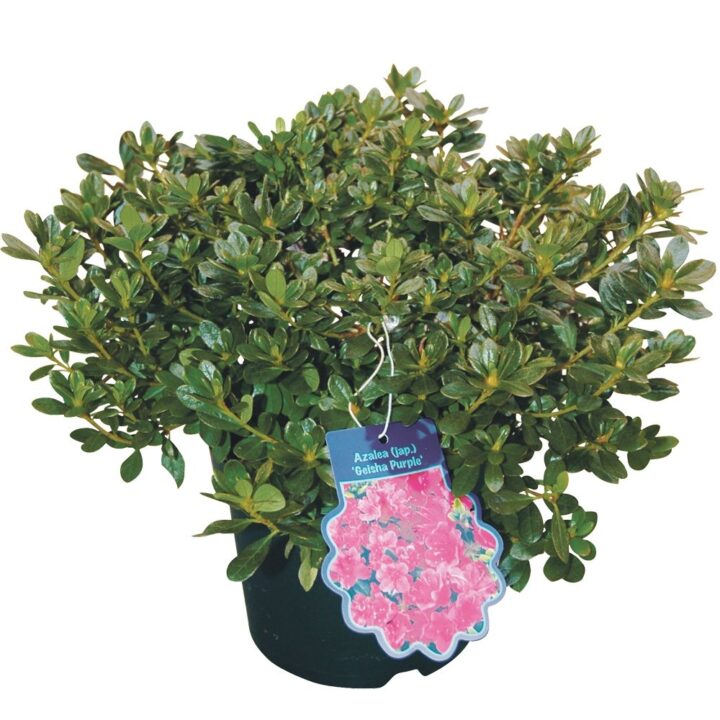 Tuinazalea