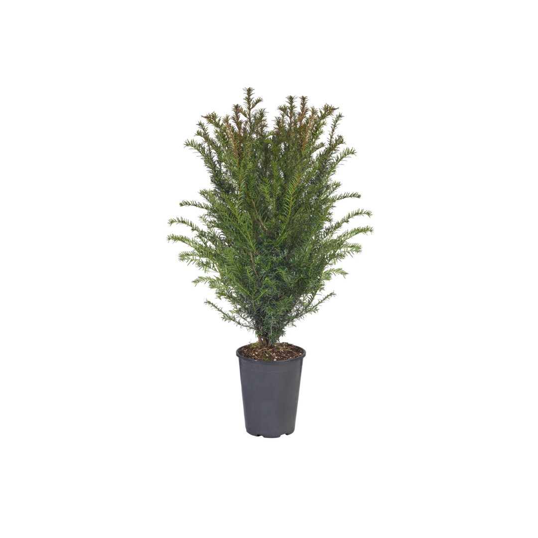 taxus baccata