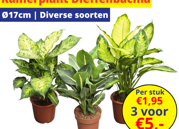 kamerplant dieffenbachia