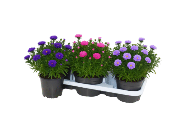 aster