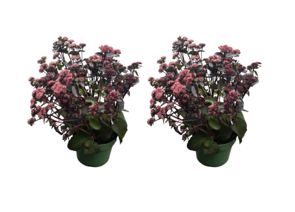 sedum