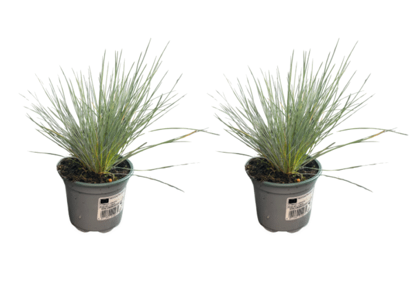 festuca