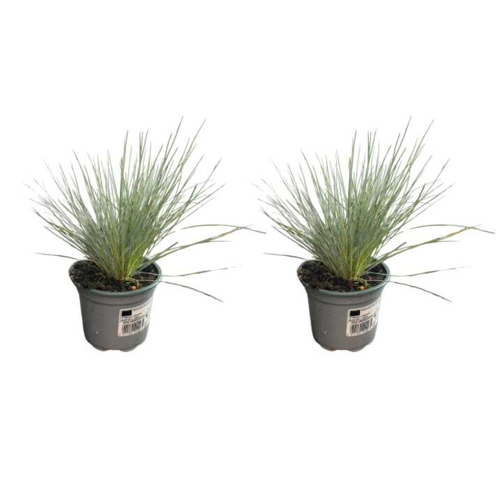 festuca
