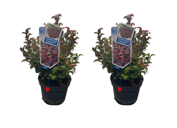 leucothoe