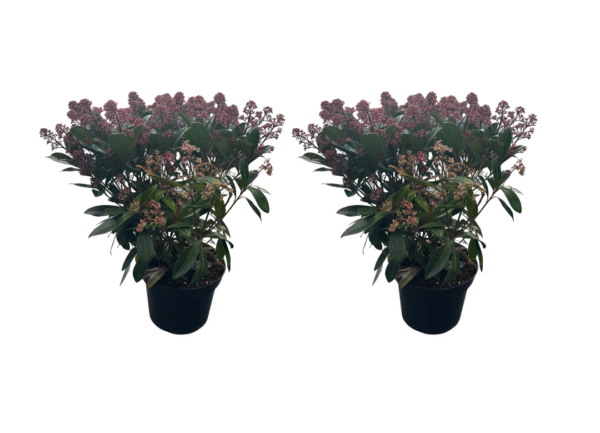 skimmia