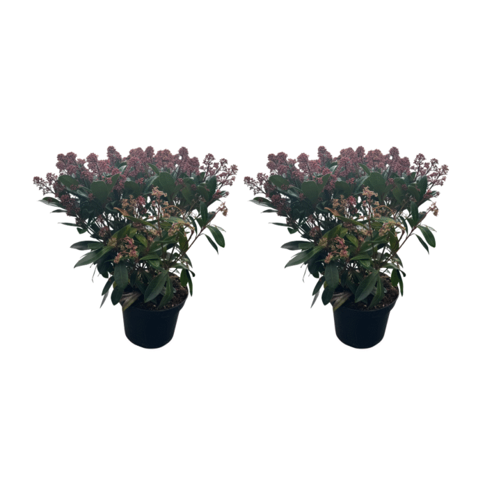 skimmia