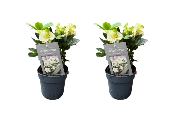 helleborus