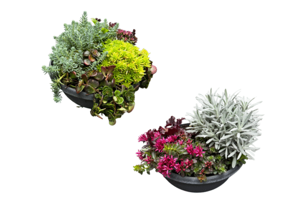 sedum