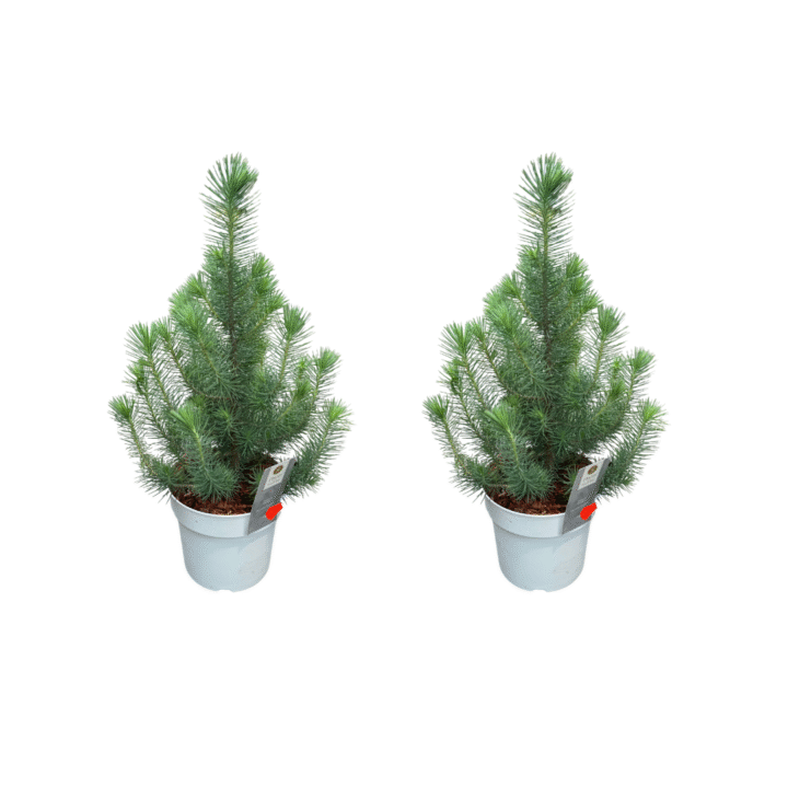 pinus