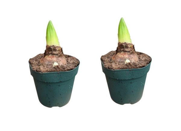 amaryllis