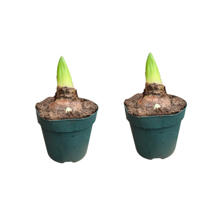 amaryllis