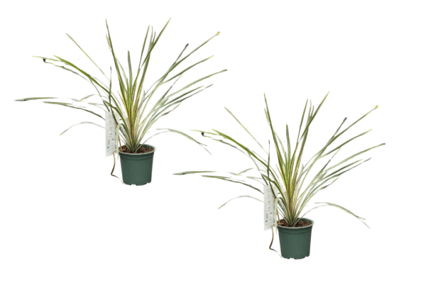 cordyline