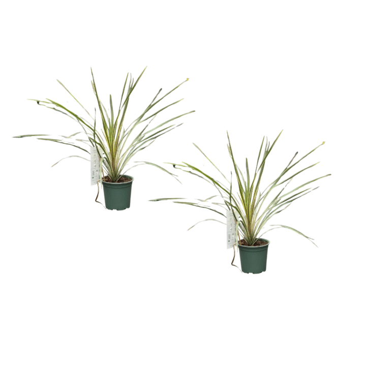 cordyline