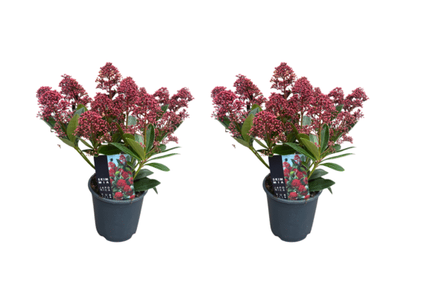 skimmia rubella
