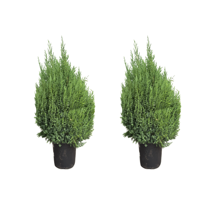 juniperis stricta