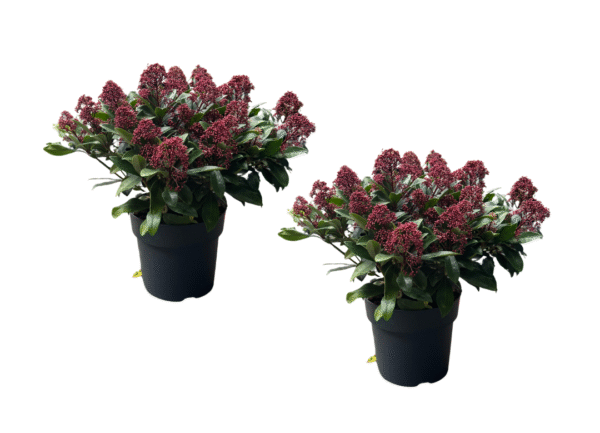 skimmia