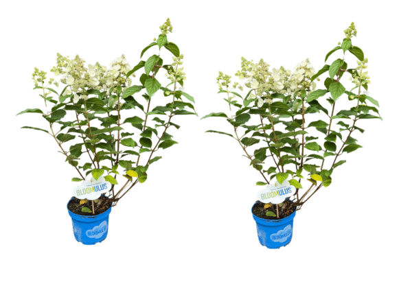 pluimhortensia