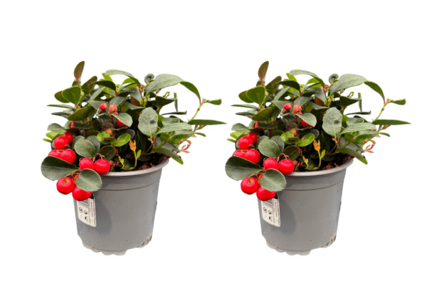 gaultheria