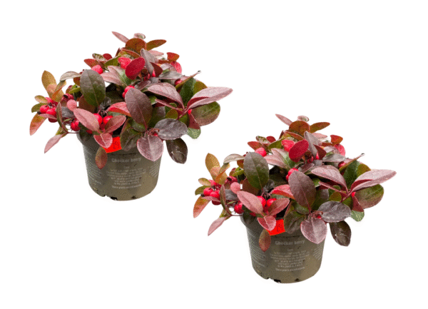 gaultheria