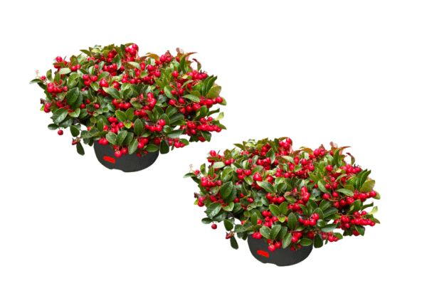 gaultheria