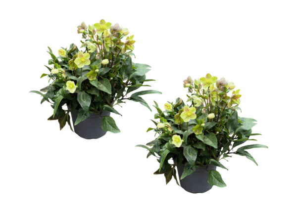 helleborus