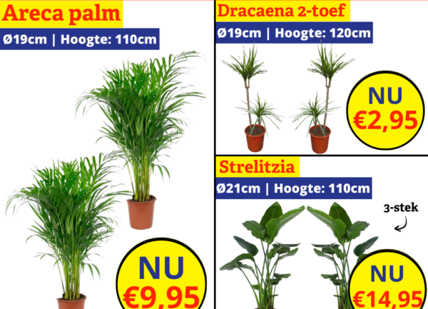 Home 20 kamerplanten