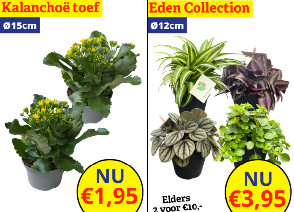 kamerplantenkoopjes