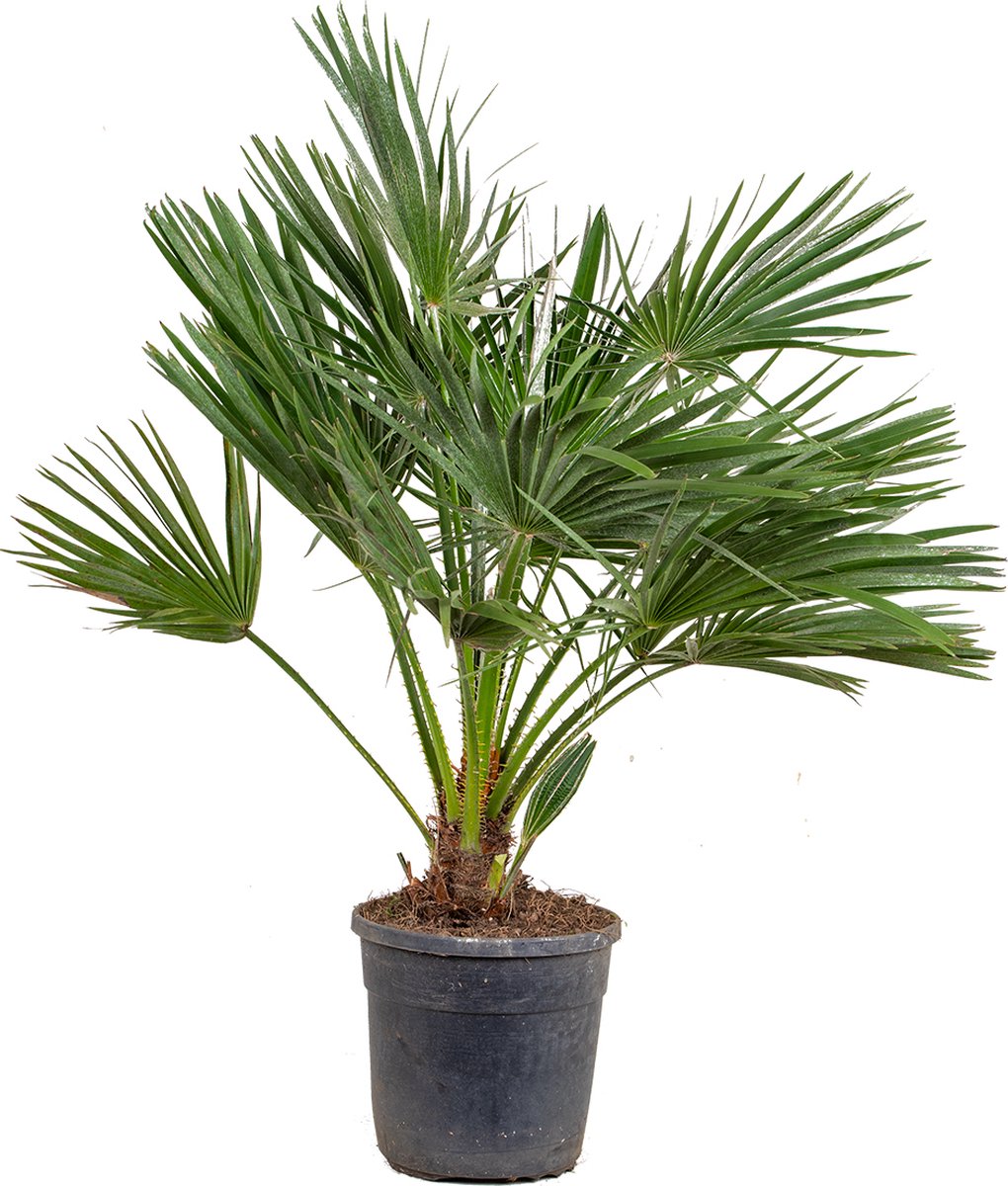 Afbeedling Europese dwergpalm – Chamaerops humilis - Spekvoordeel.nl