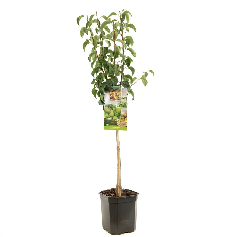 Afbeedling Pyrus comm. Doyenné du Comice laag - Spekvoordeel.nl