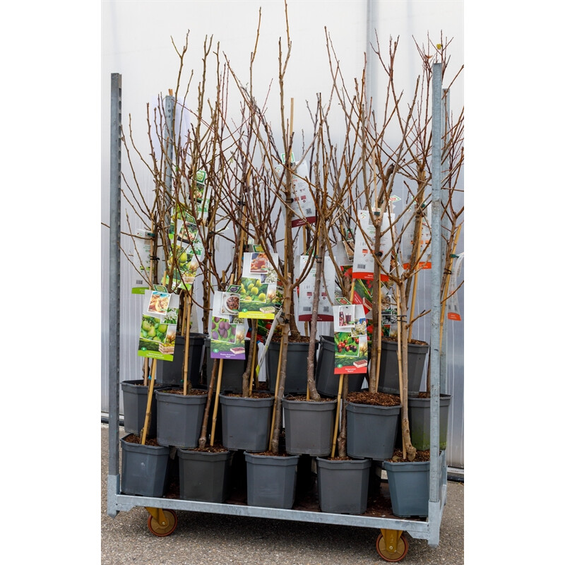 Afbeedling Diverse soorten fruitbomen (laagstam) - Spekvoordeel.nl