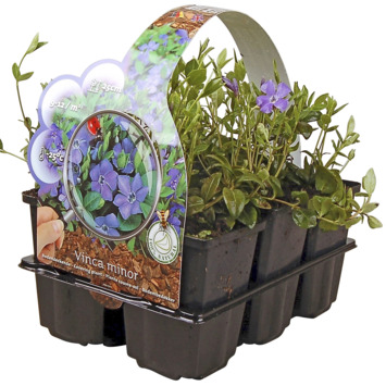 Afbeedling Diverse bodembedekkers 6-pack - Spekvoordeel.nl