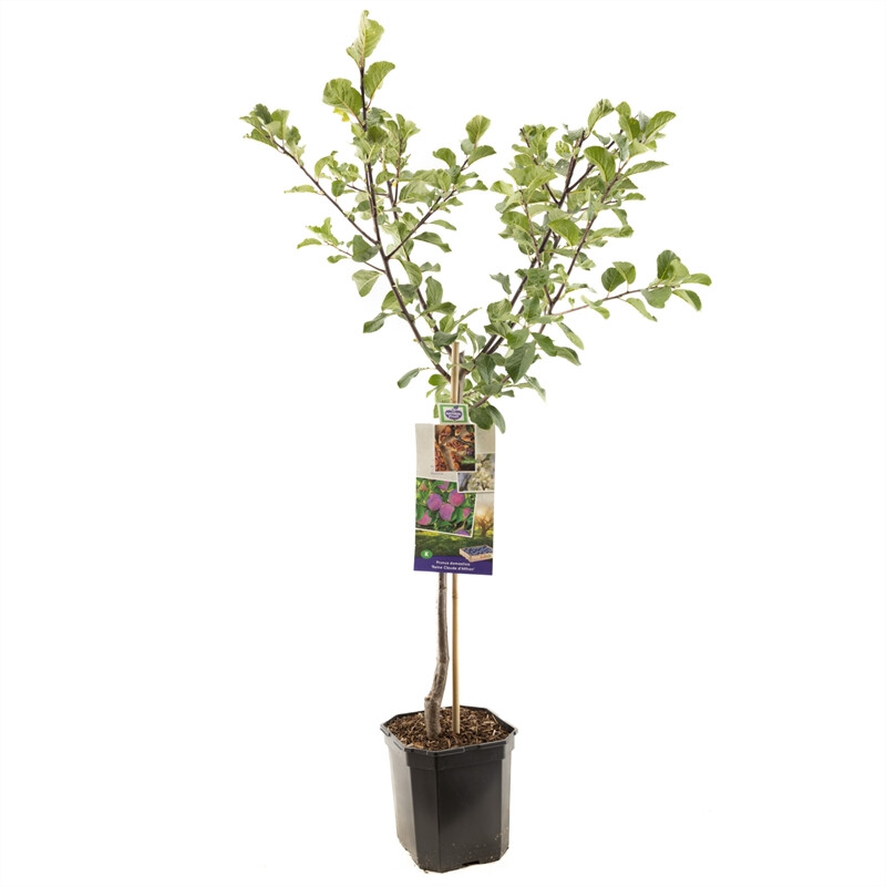 Afbeedling Prunus dom. R-Cl. d'Althan laagstam - Spekvoordeel.nl