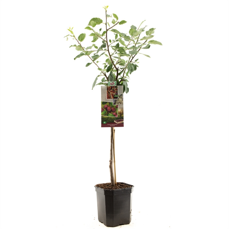 Afbeedling Prunus dom. Victoria laagstam - Spekvoordeel.nl