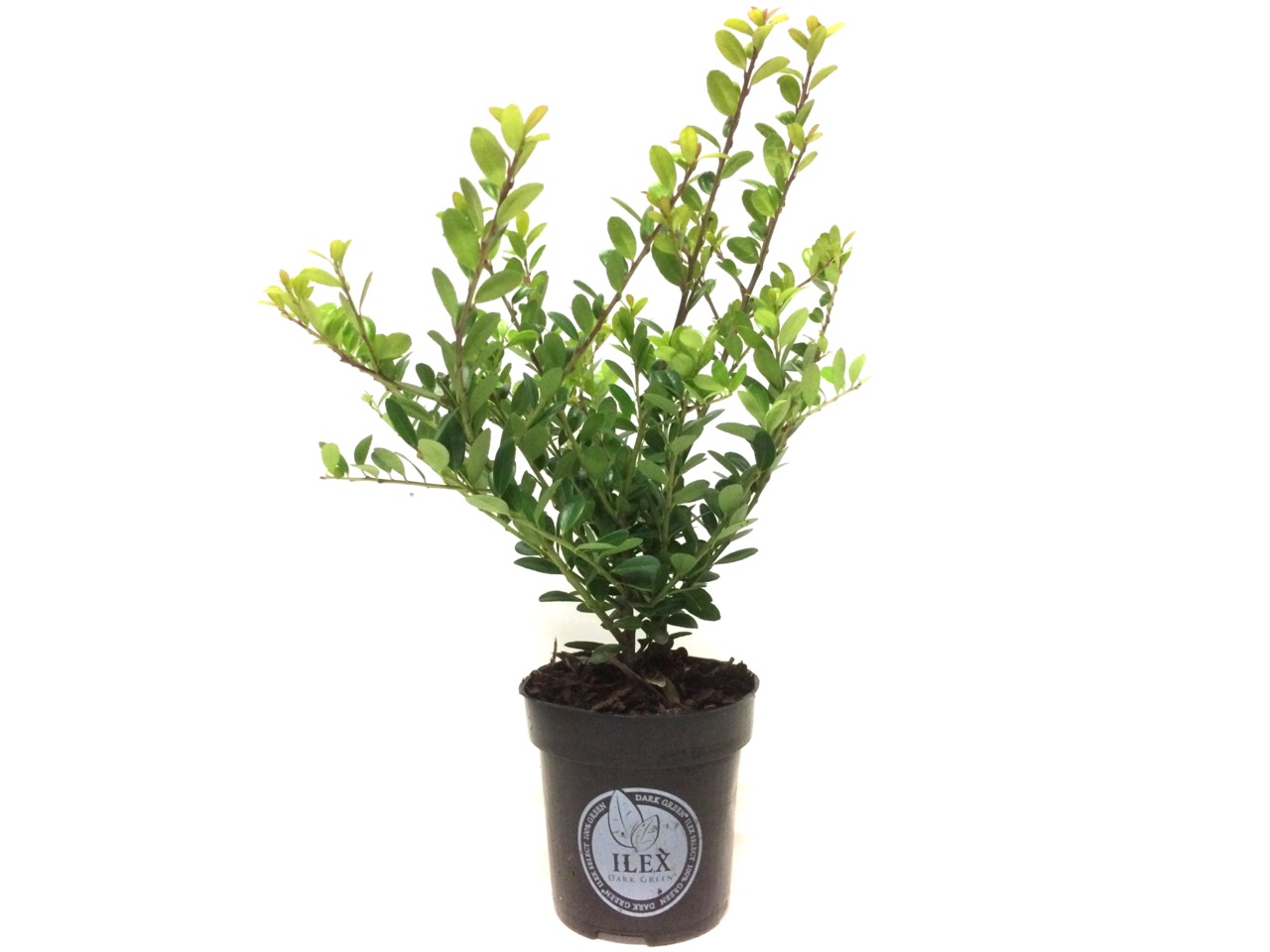 Afbeedling Ilex crenata - Spekvoordeel.nl