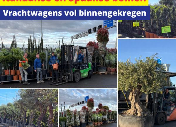 Home 25 Italiaanse en Spaanse bomen en struiken!