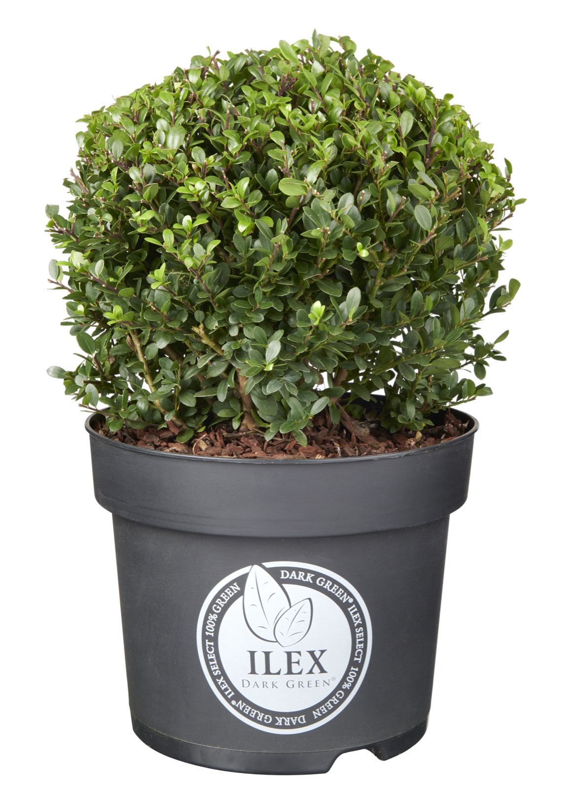 Afbeedling Ilex bol (60cm) - Spekvoordeel.nl