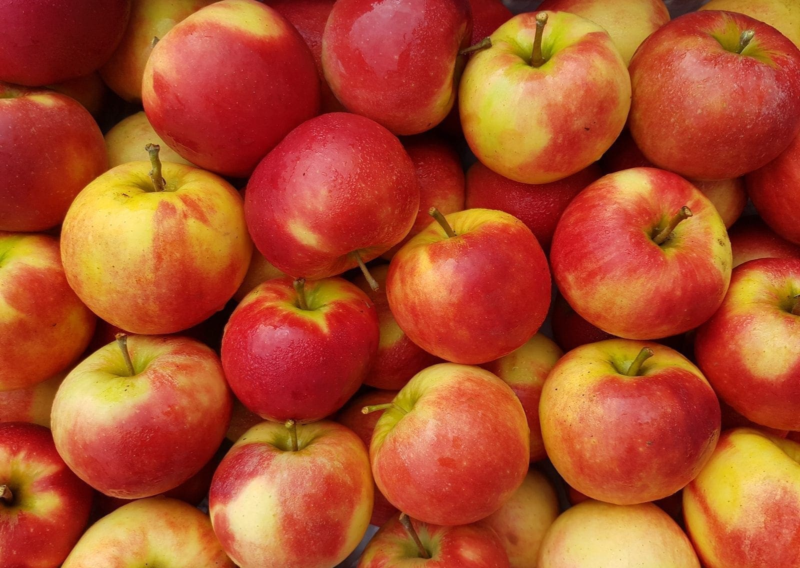 Afbeedling Elstar - Spekvoordeel.nl